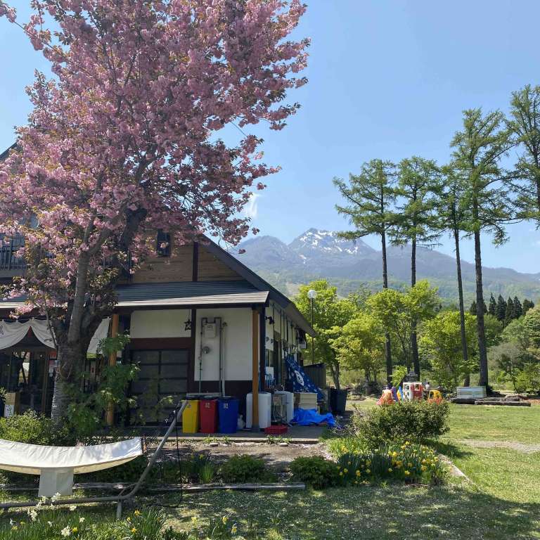 Cherry Blossoms at Sessions